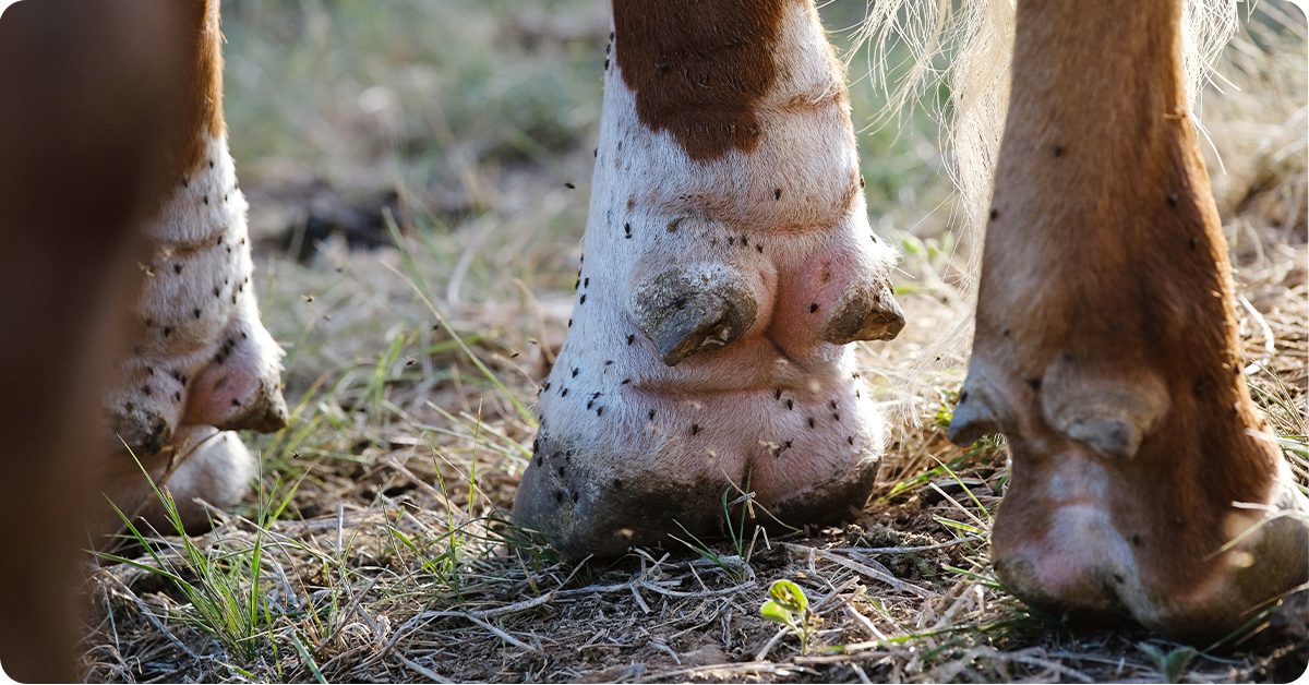 flies on cattle legs