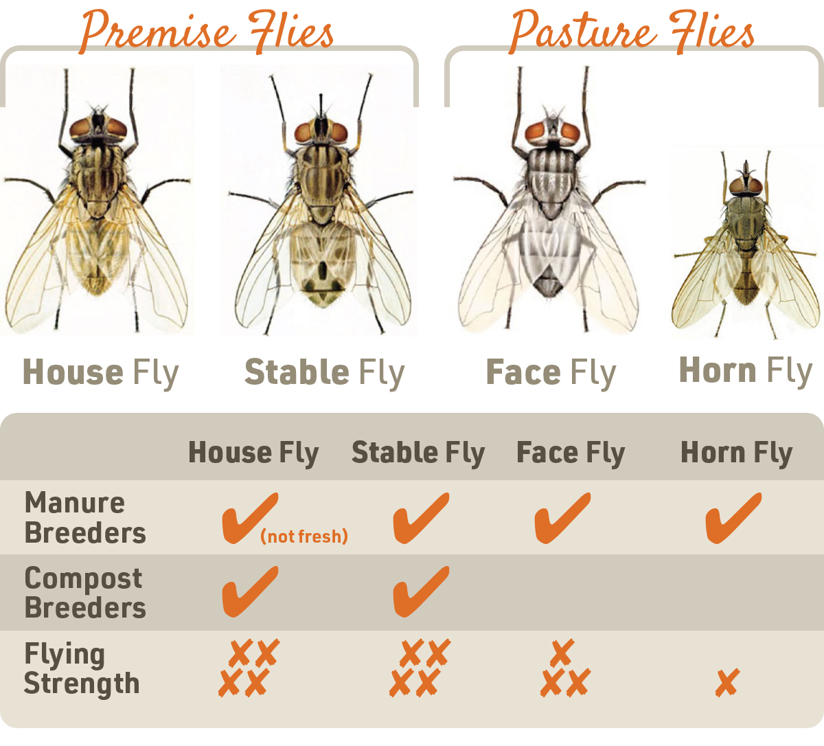 livestock fly infographic