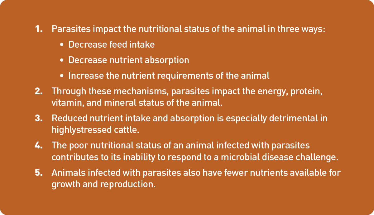 cattle nutrition