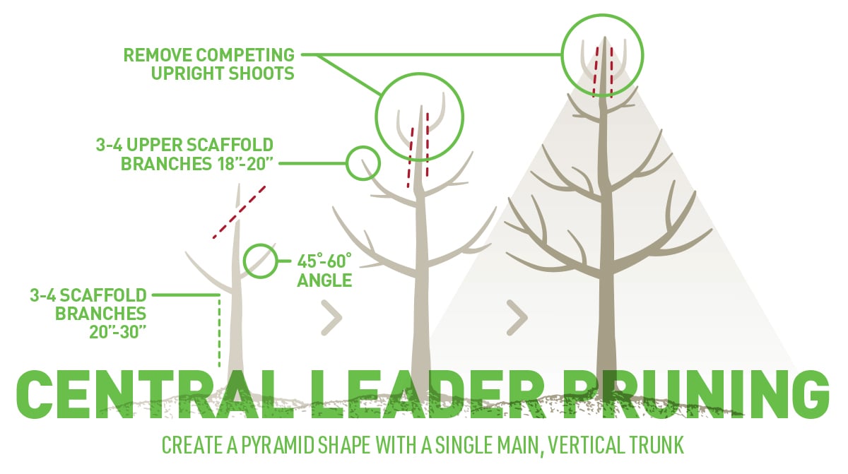 central leader pruning guide