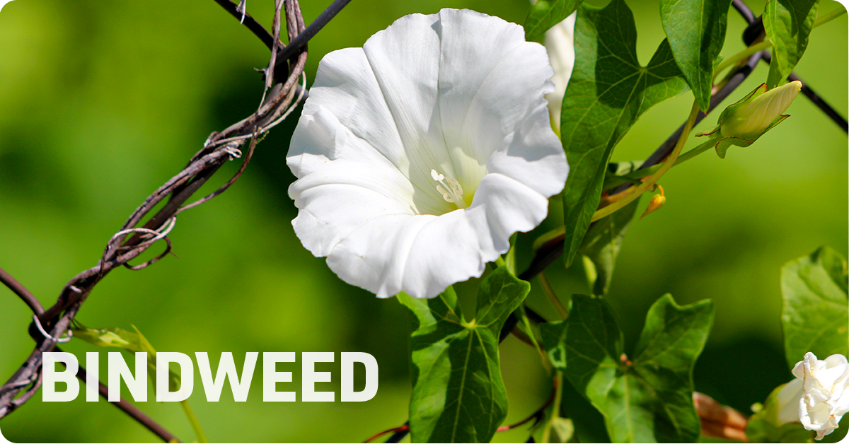 bindweed, a common yard weed