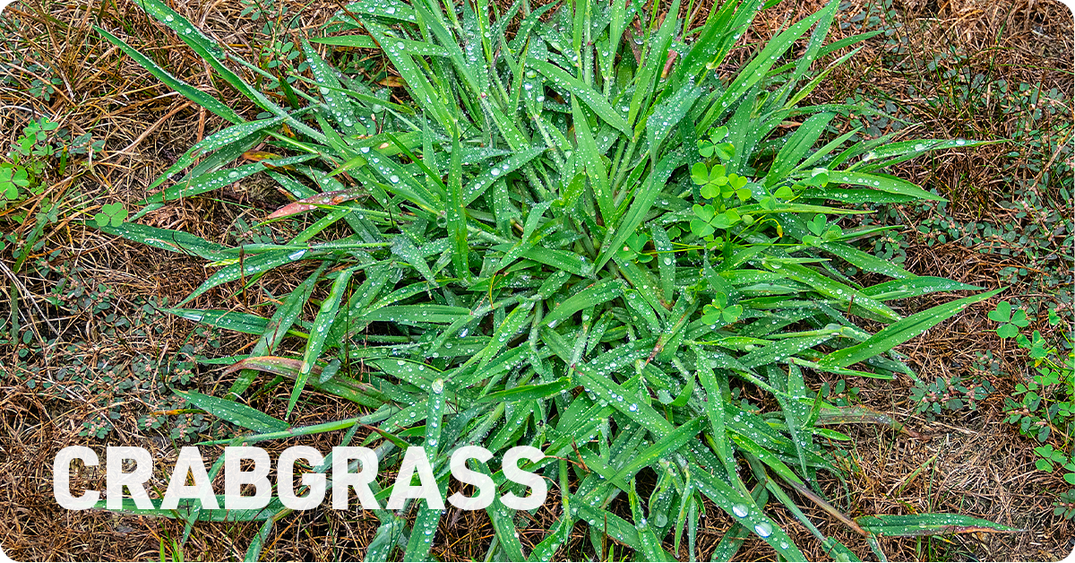 crabgrass, a common lawn weed
