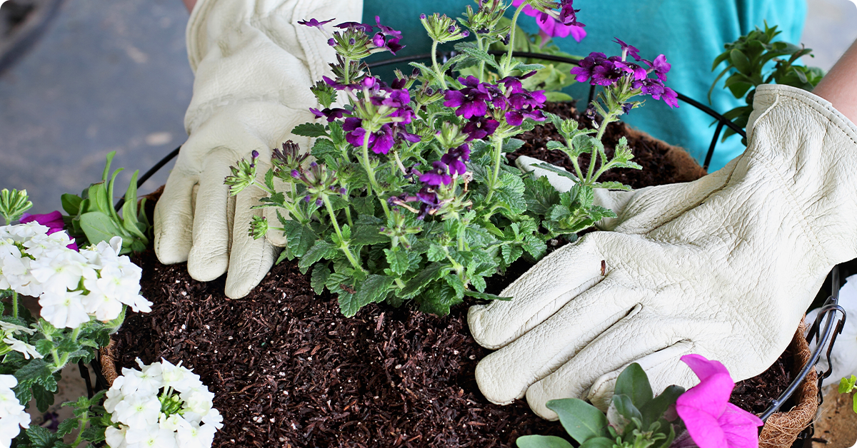 planting container garden with flowers