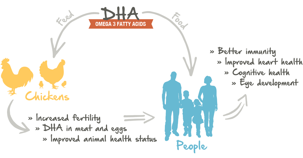 benefits of feeding chickens with Omega-3s