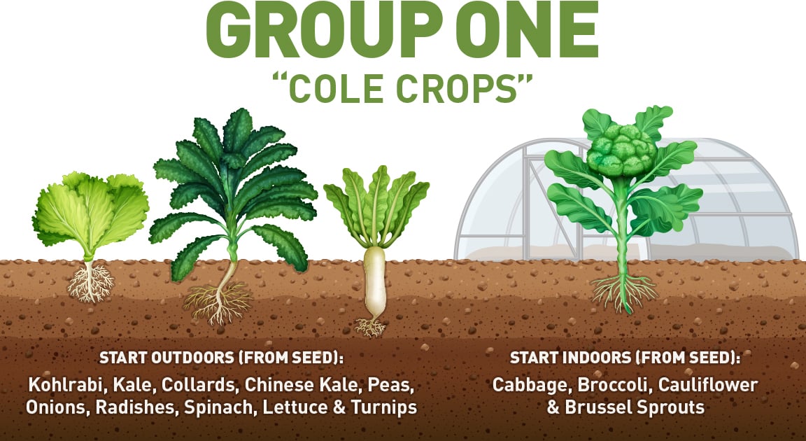 early spring cole crops and bulbs illustration