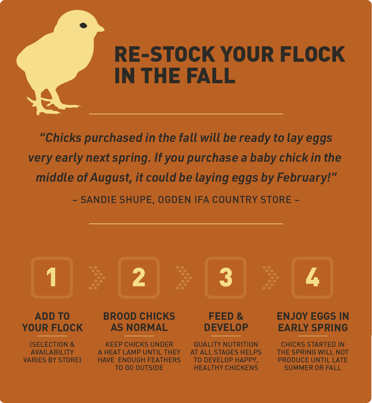 infographic for restocking your chicken flock in the fall