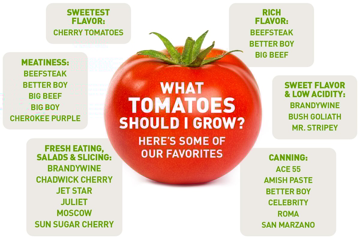 What tomatoes should I grow