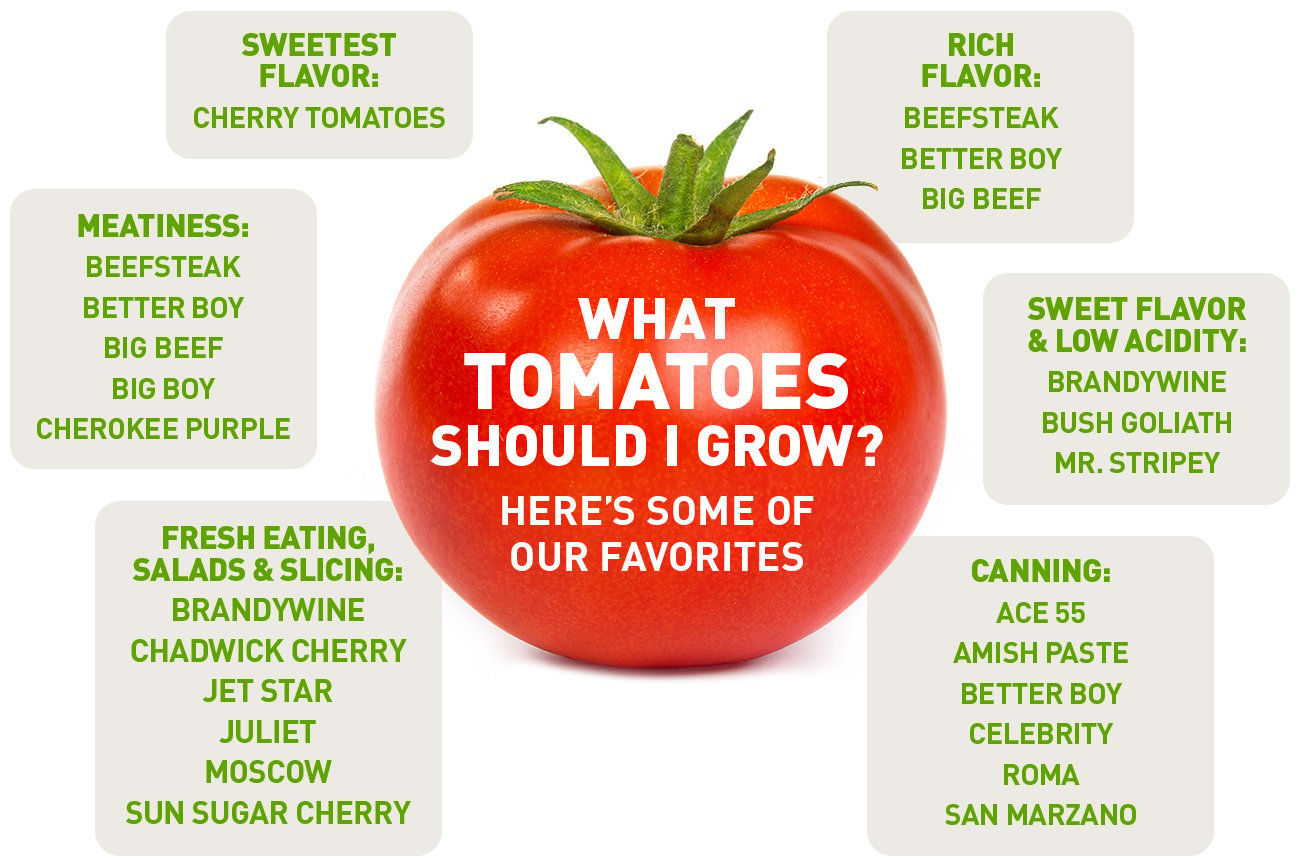What tomatoes should I grow