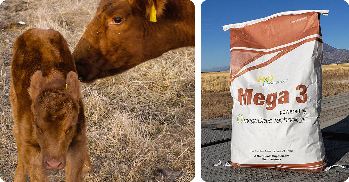 Benefits of Omega 3 Fats in Beef Cattle IFA s Helping to Grow Blog