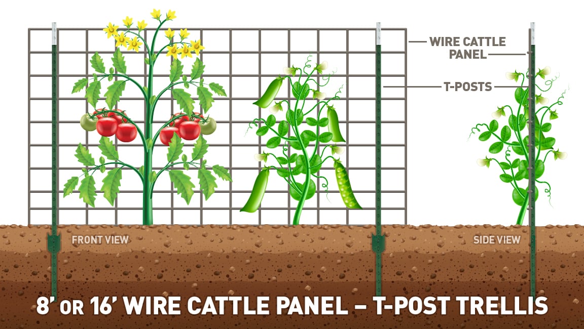cattle panel vertical trellis with t-posts DIY ideas