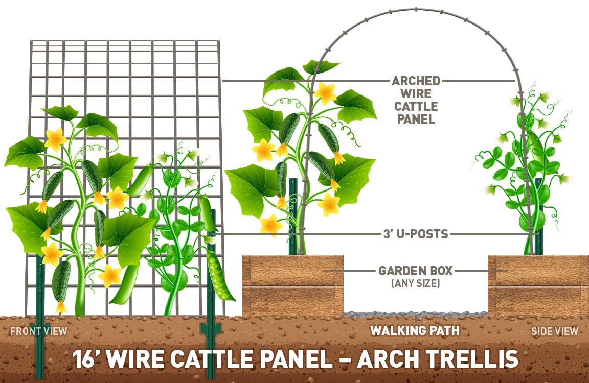 cattle panel arch trellis DIY idea