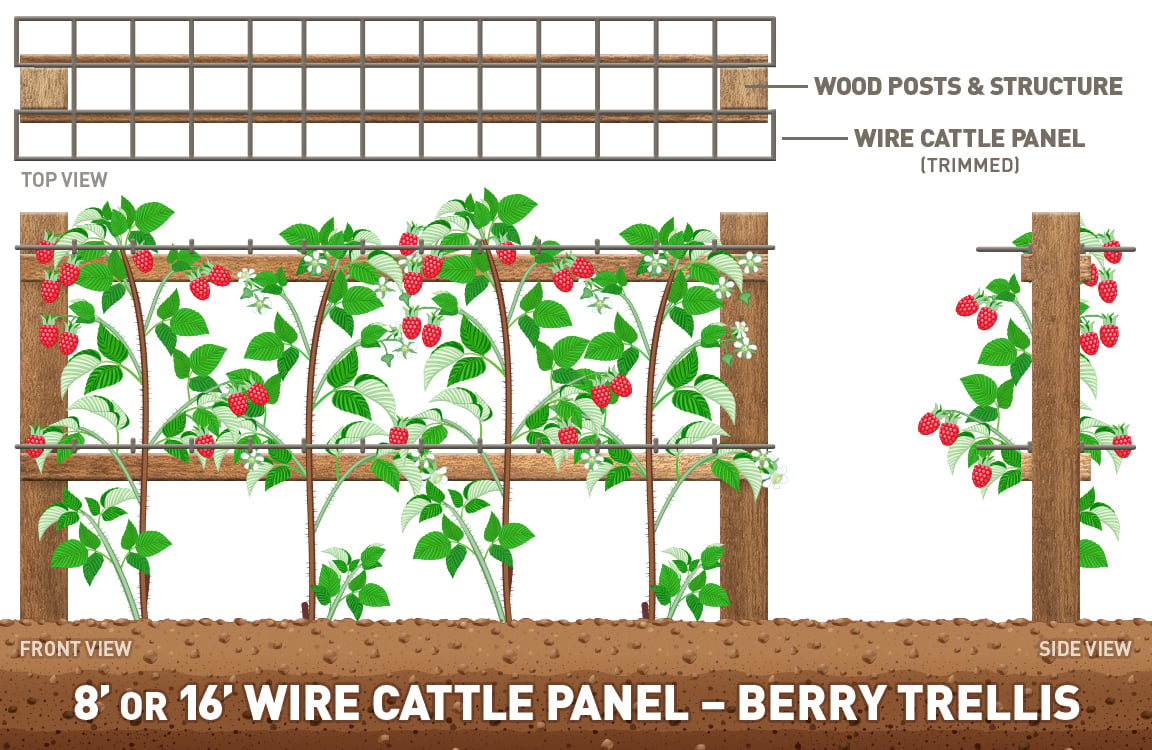 cattle panel berry trellis DIY idea