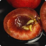 western cherry fruit fly