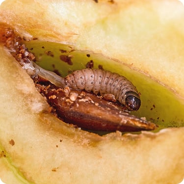 How to Control Common Fruit-Tree Pests | IFA's Helping to Grow Blog