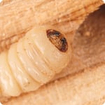 greater peachtree borer
