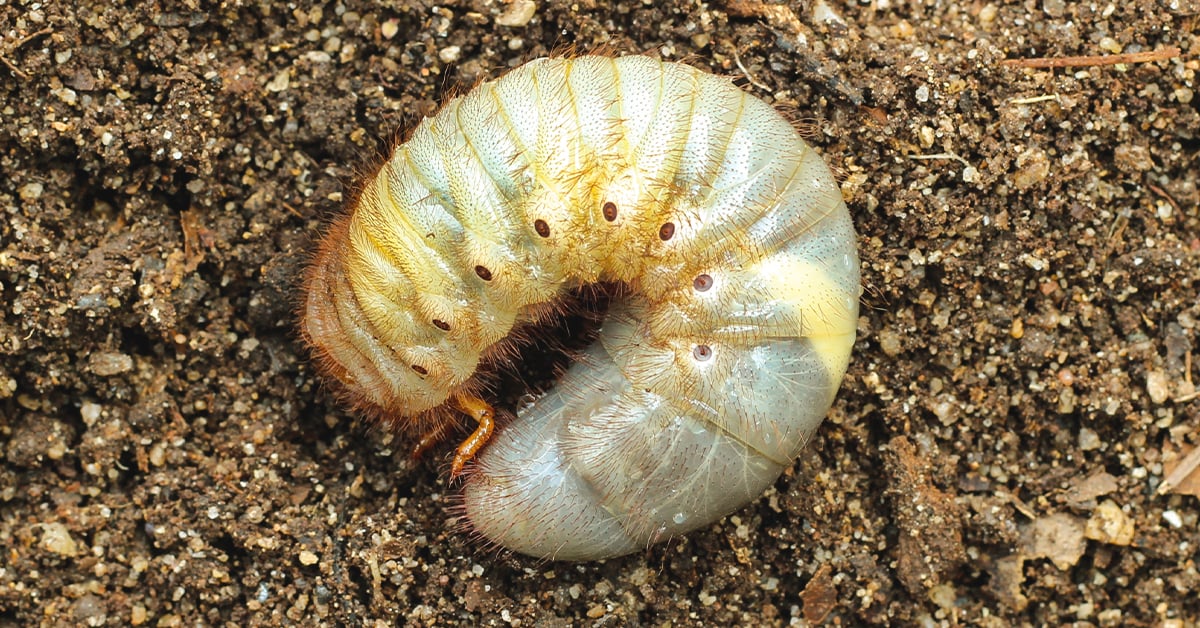 close-up of lawn grub worm