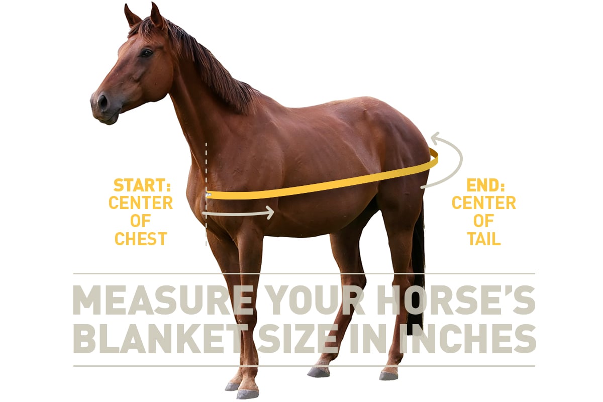 An Easy Guide to Winter Horse Blankets IFA's Helping to Grow Blog