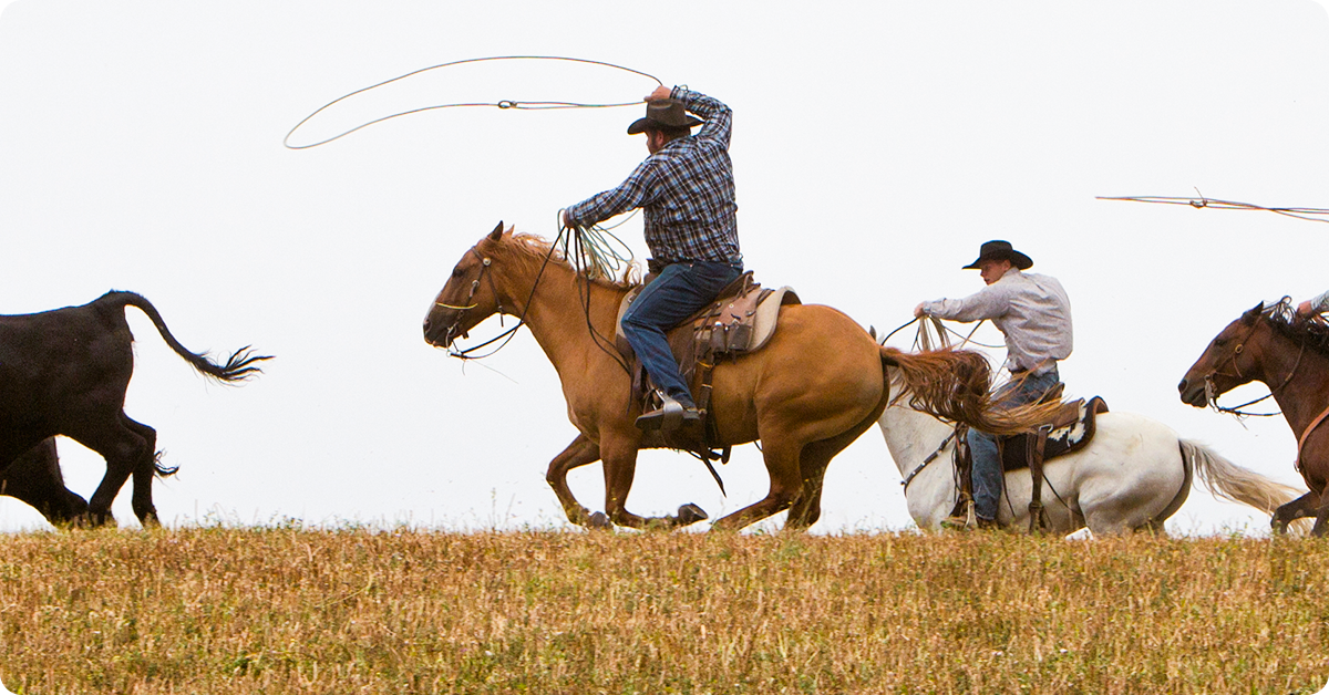 cowboys roping cattle