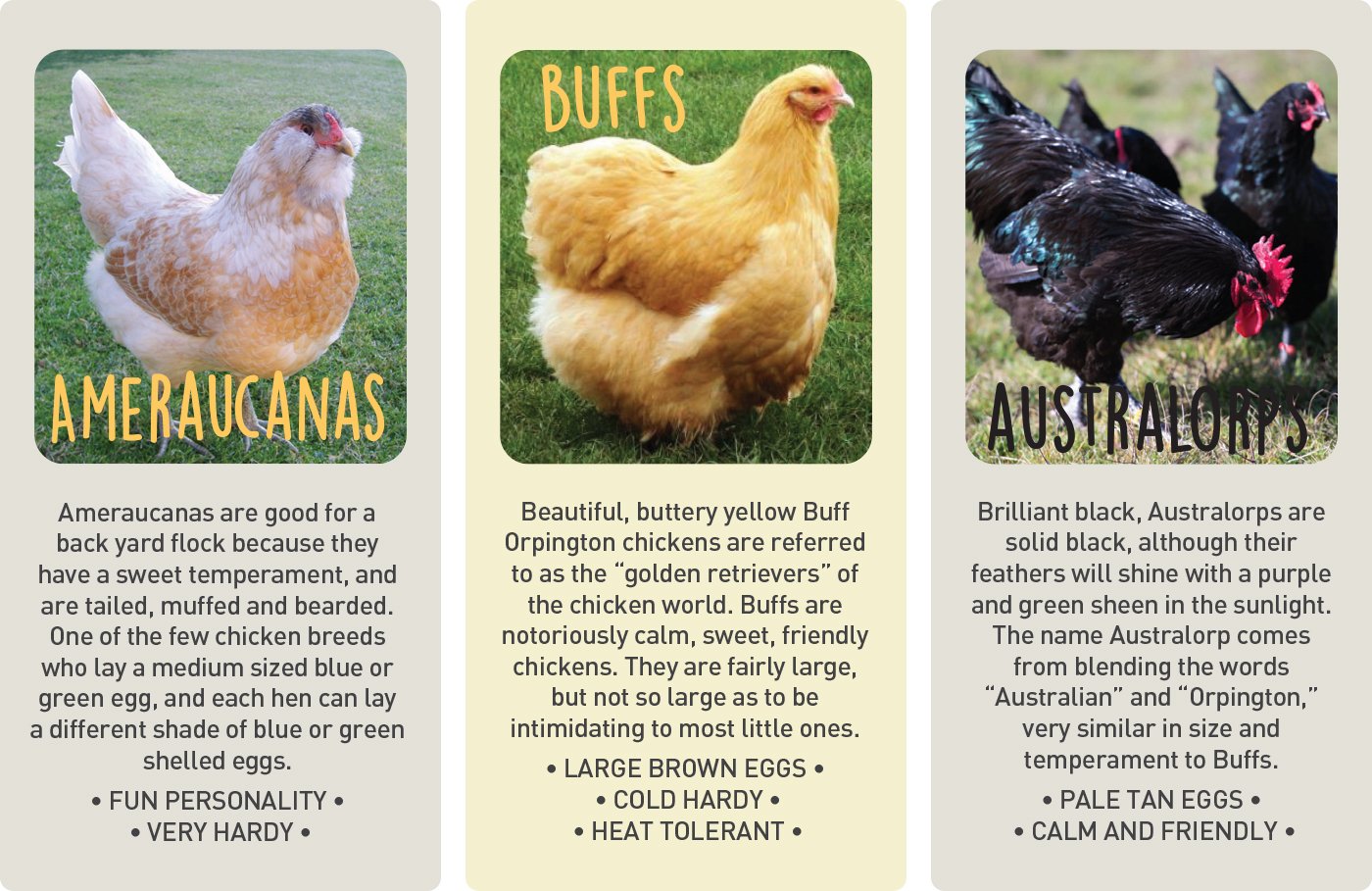 common backyard chicken breeds