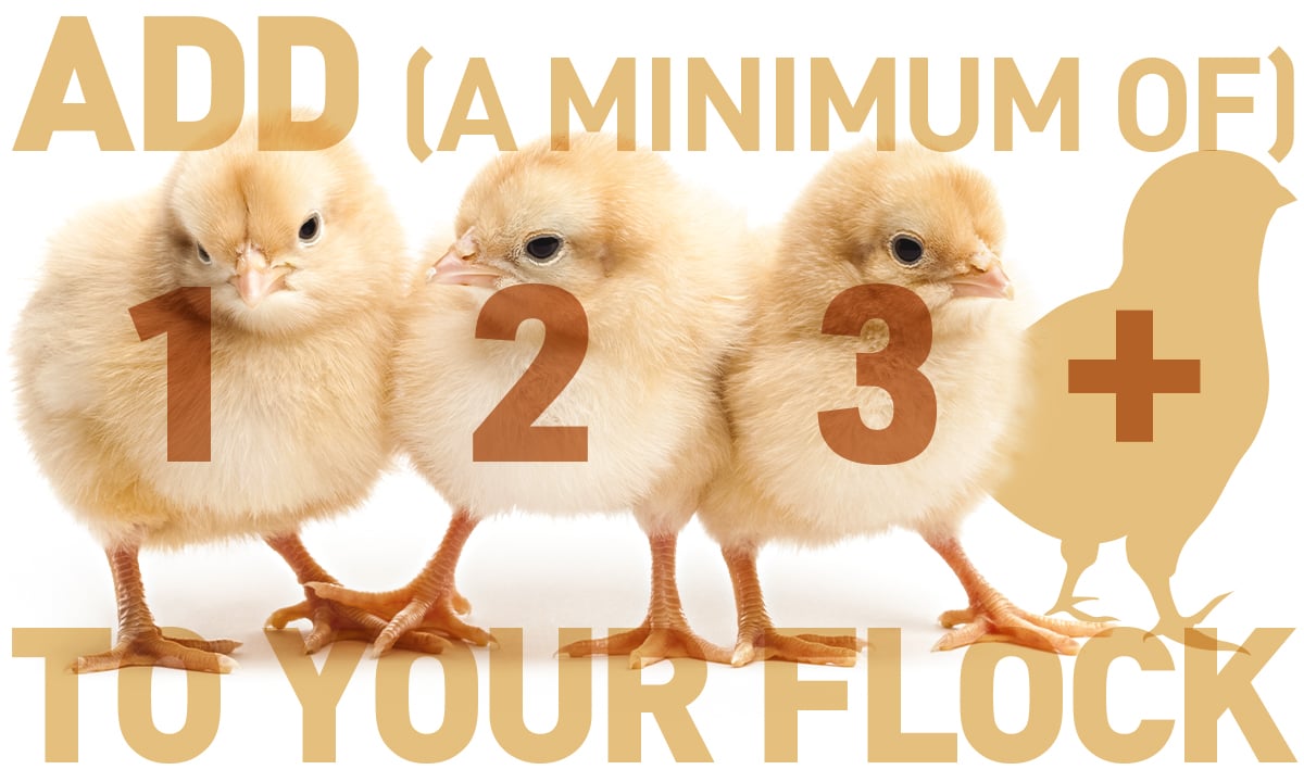 add a minimum of three chicks to your flock at a time