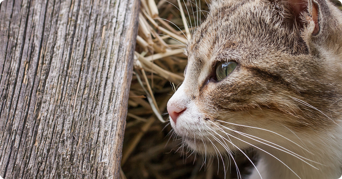 outdoor cat