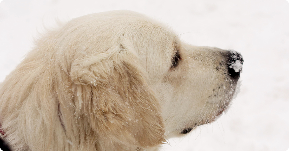 golden retriever in the snow