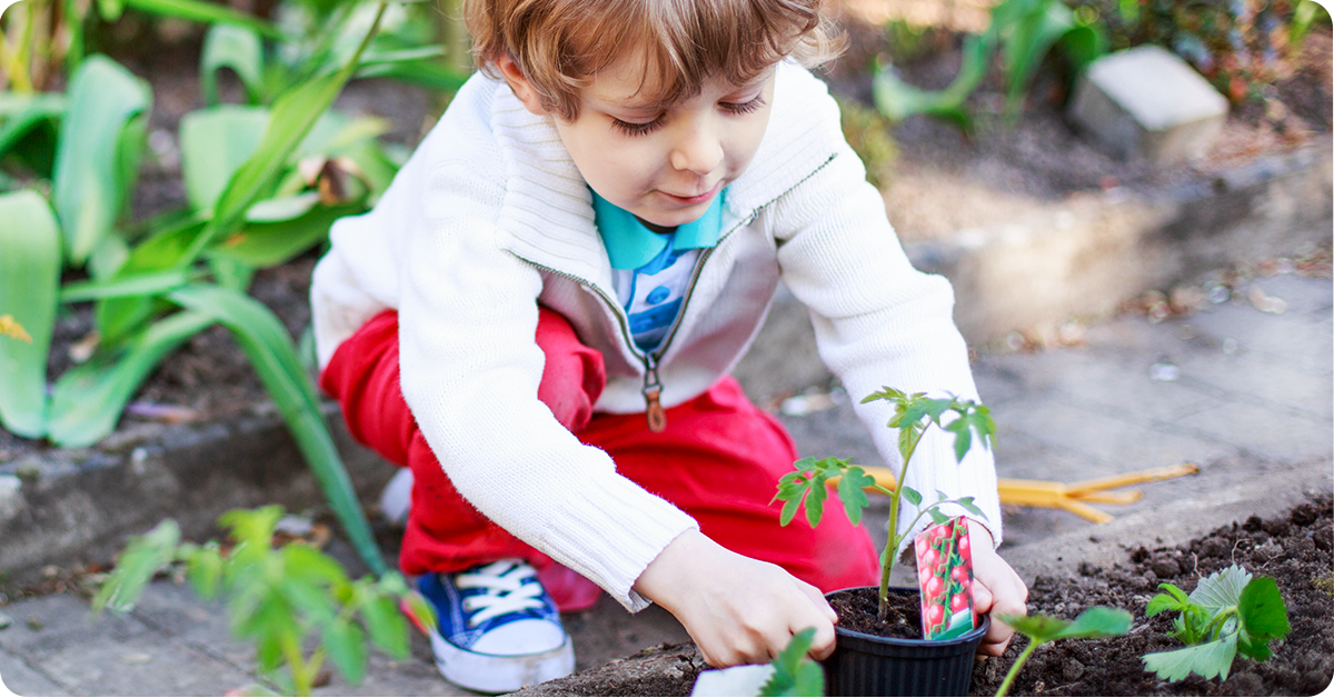 kids love planting, growing and eating cherry tomatoes