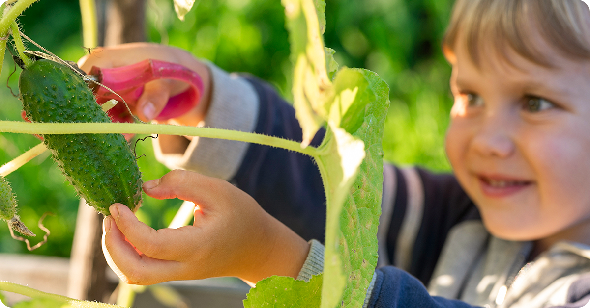 kids love to help harvest veggies