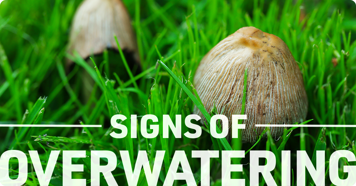 signs of overwatering