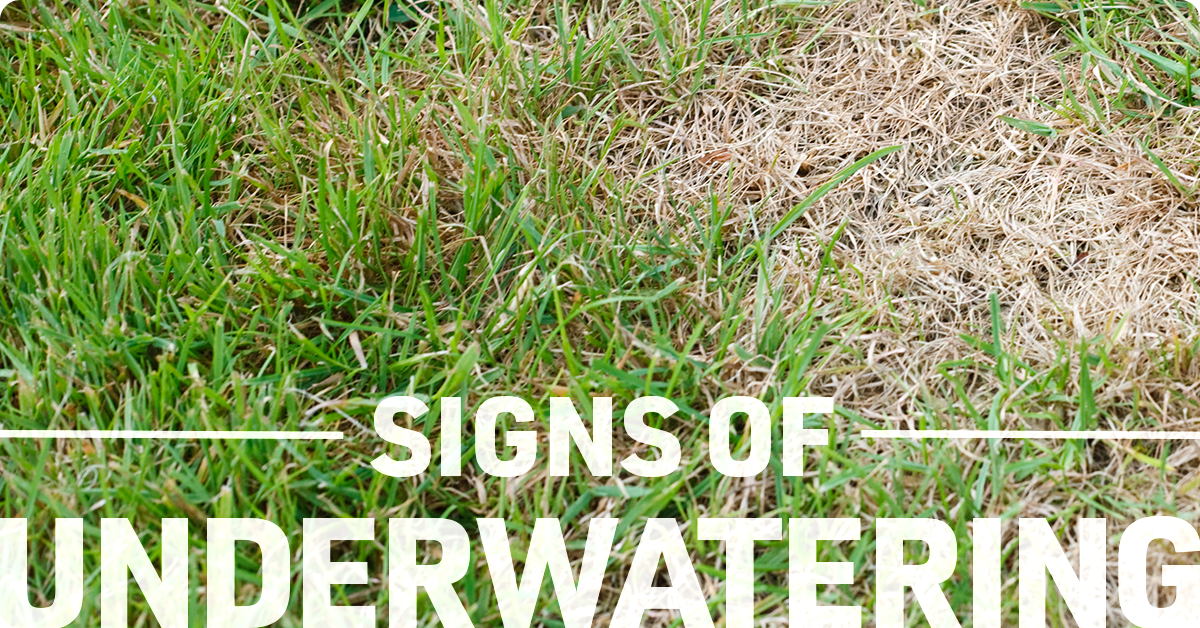 signs of underwatering