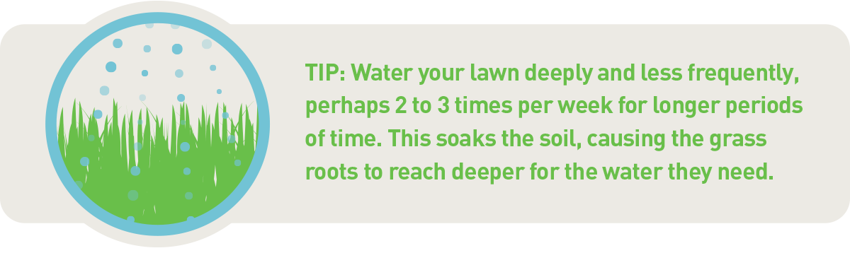water your lawn deeply and less frequently