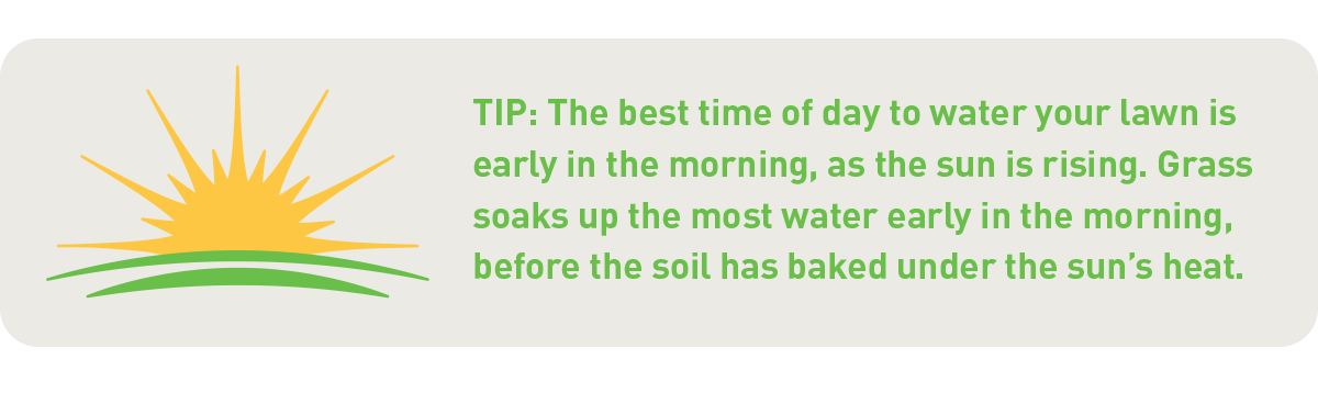 water your lawn early in the morning