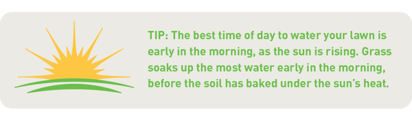 vand din græsplæne tidligt om morgenen