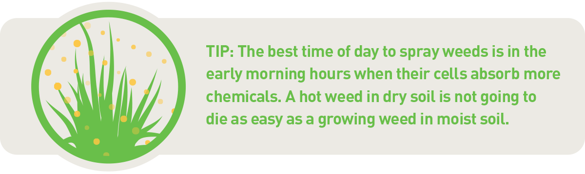 tip, when to spray weeds