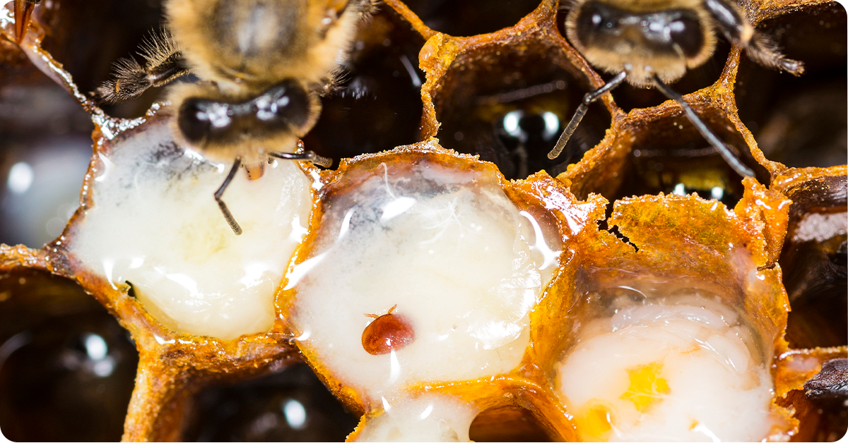 varroa mites in a bee colony