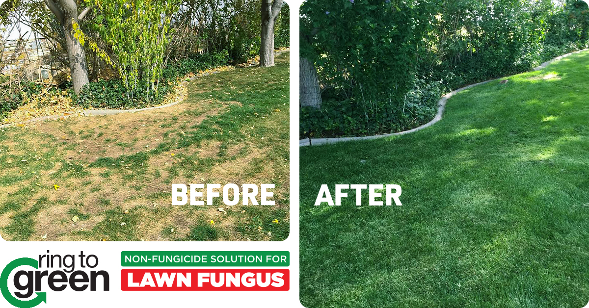 Don't Leave it A-Lawn: Common Lawn Diseases Lurking in Your Yard | MegaGrass