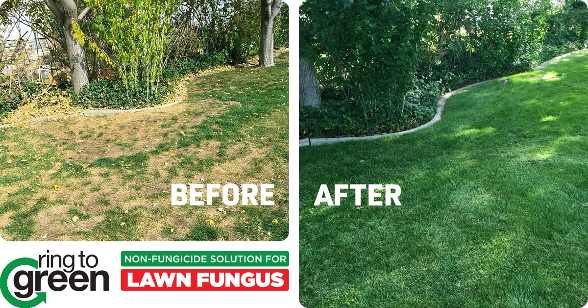ring to green gets rid of lawn fungus 