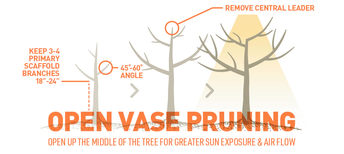 open vase pruning guide