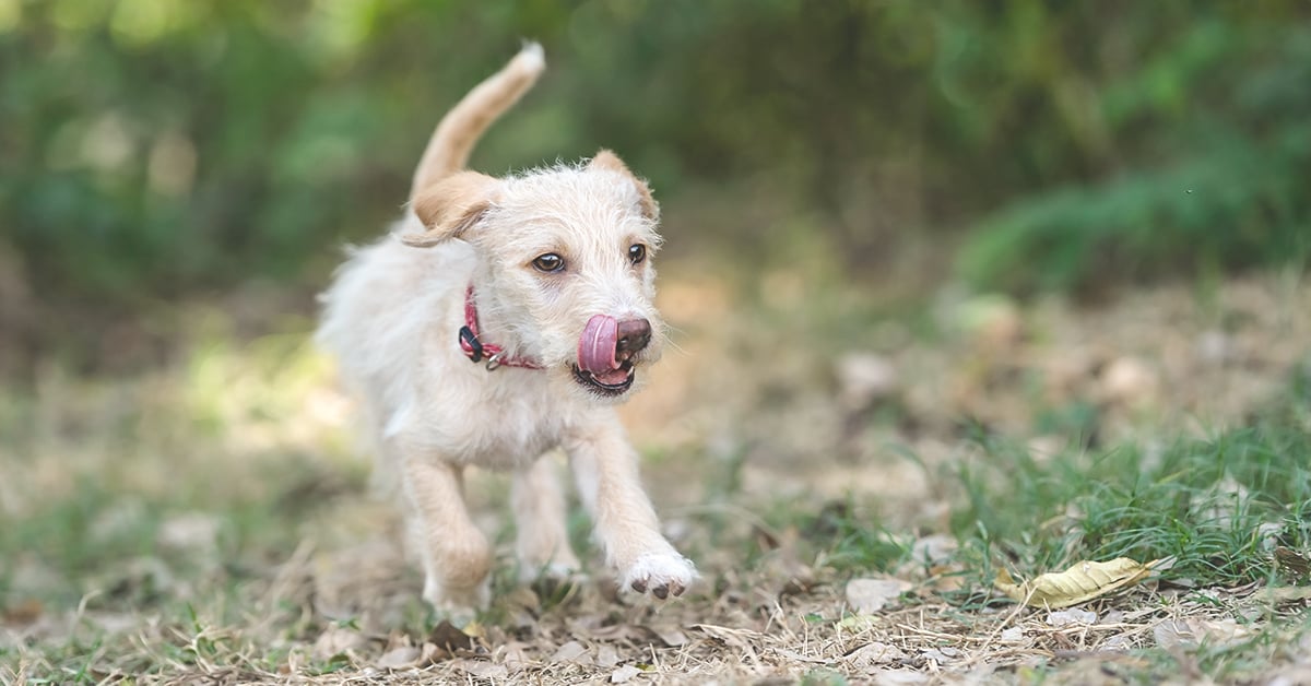 active small dog