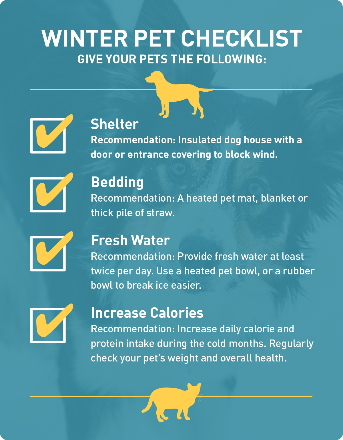 winter pet checklist
