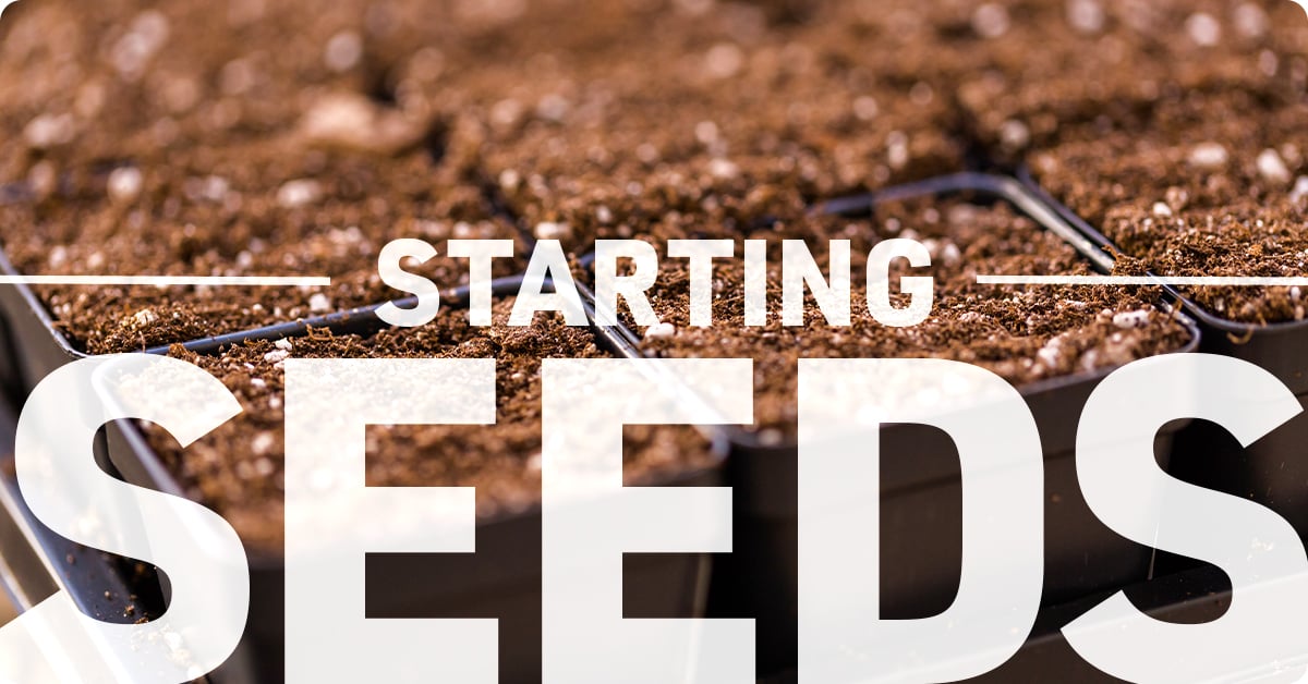 How to start garden seeds