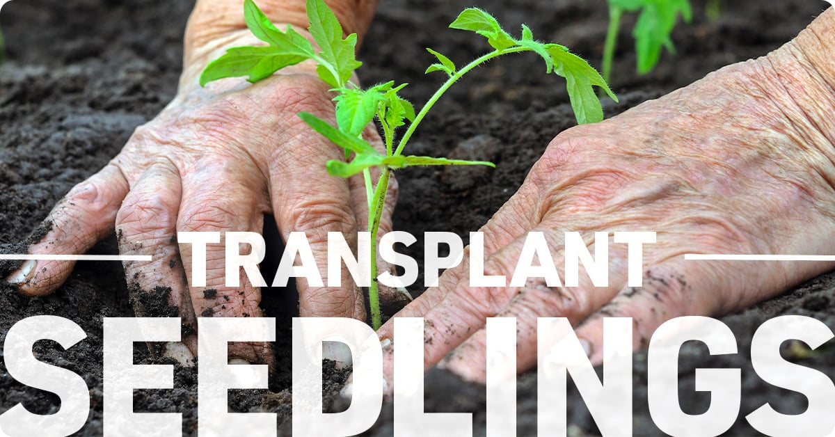 How to transplant garden seedlings
