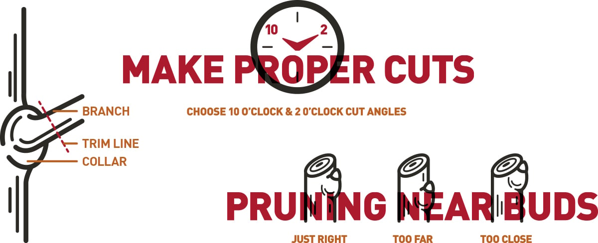 proper pruning angle and cuts