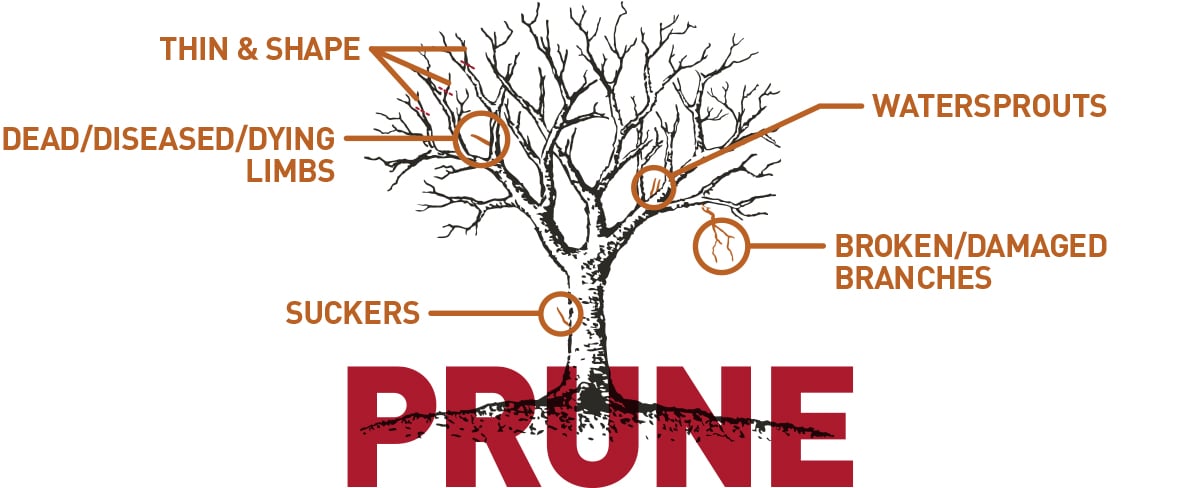 diagram of how to prune a tree