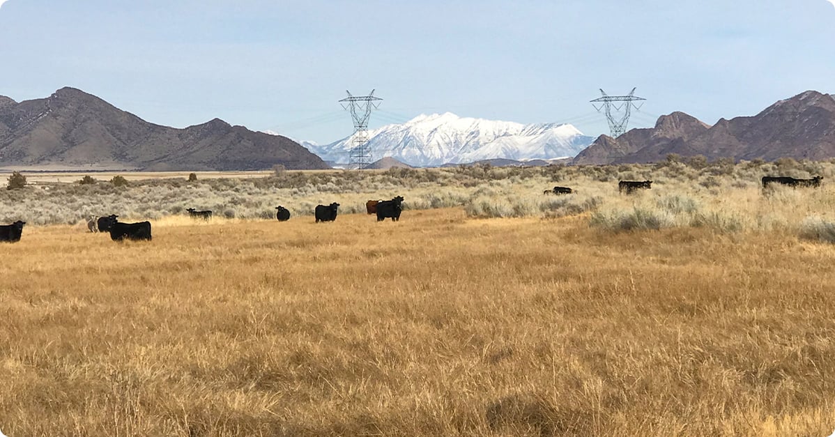 Cattle grazing on Chad Peterson's ranch with a snow-capped mountain in the distance.
