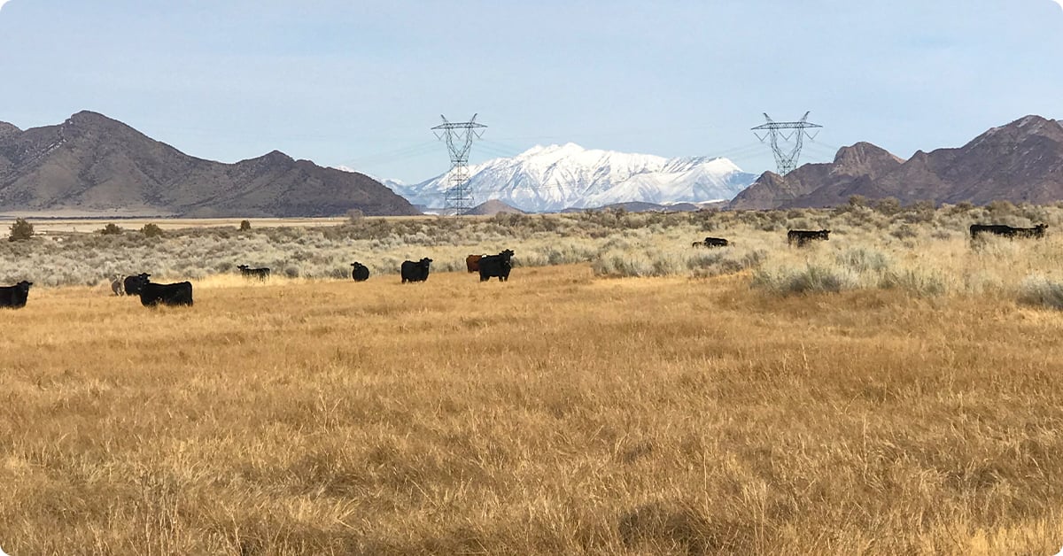 cattle grazing on Chad Peterson's ranch