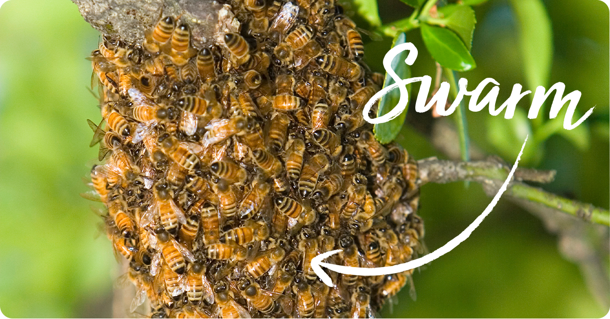 How's the hive