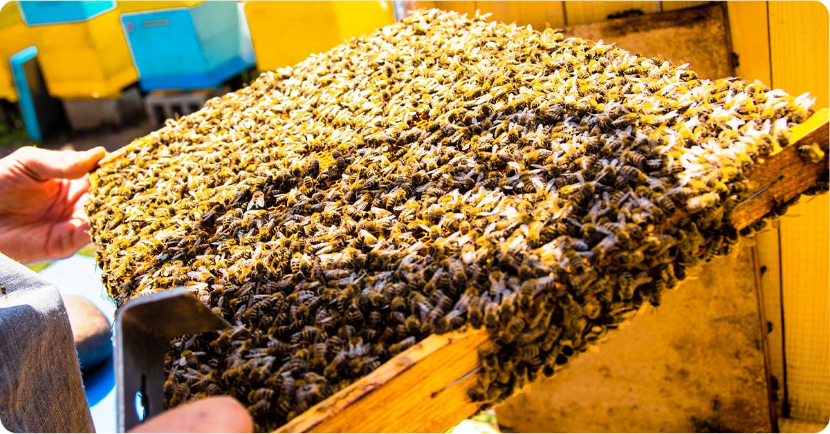 frame covered in bees