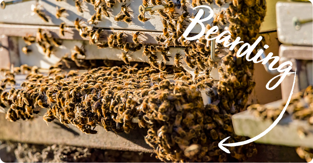 bees bearding on their hive