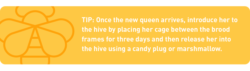 tip: introducing a new queen bee